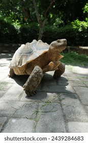 turtle walking while eating grass