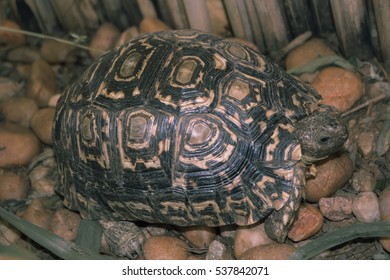 Turtle Walks On Rocky Garden And Eats Green  Grass