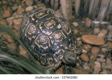 Turtle Walks On Rocky Garden And Eats Green  Grass