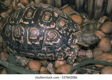 Turtle Walks On Rocky Garden And Eats Green  Grass