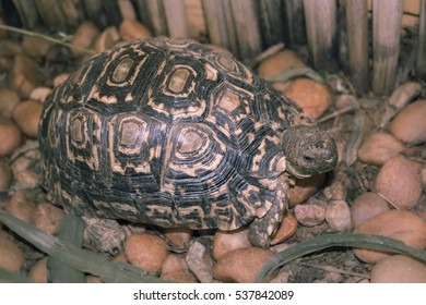 Turtle Walks On Rocky Garden And Eats Green  Grass