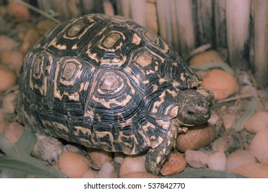 Turtle Walks On Rocky Garden And Eats Green  Grass