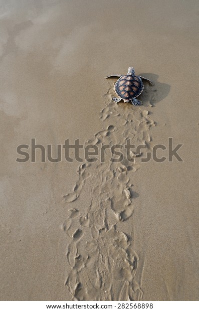 Turtle Walks Sand Towards Ocean Following Stock Photo (Edit Now) 282568898