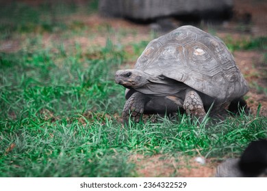 Turtle wallking on a meadow