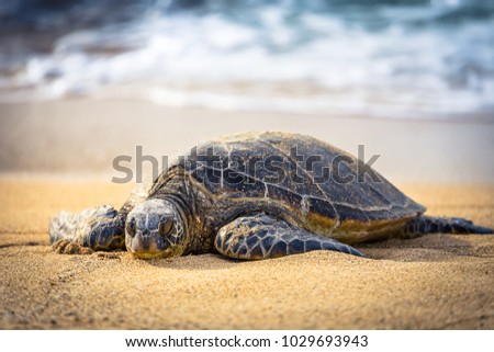 A turtle warms himself in the hot summer sun on a beach in Oahu, Hawaii. Waves crash on the sand behind the turtle.  