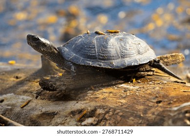 The turtle warms itself in the suns rays.
Swamp turtle - are predators. They prefer food of animal origin: insects, crustaceans, molluscs, tadpoles, frogs, fish. 