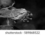 Turtle in the Water