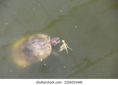 The turtle in the water
