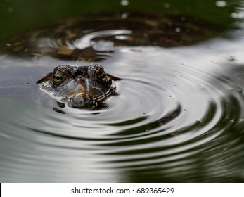 turtle in the water