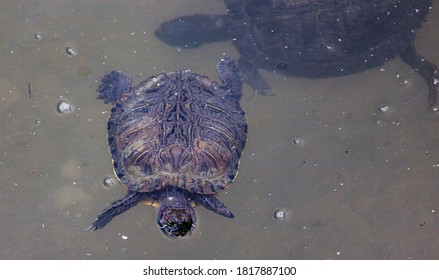 405 Turtle head sticking Images, Stock Photos & Vectors | Shutterstock