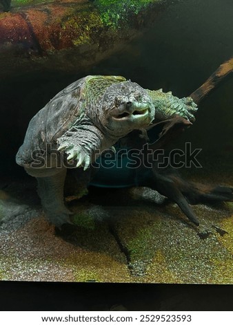 Turtle in the water today