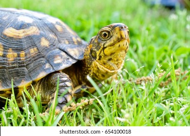 1,406 Box turtle water Images, Stock Photos & Vectors | Shutterstock