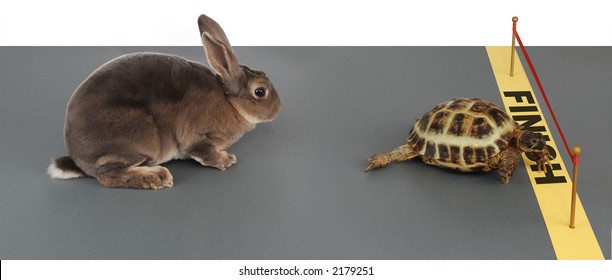 Turtle Winning The Race Against A Rabbit