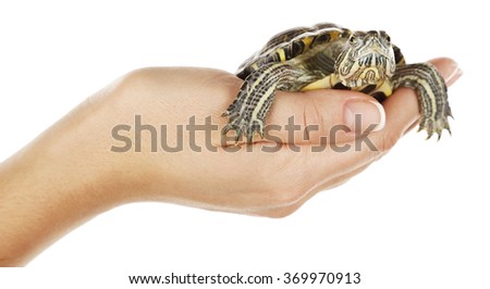 Turtle in woman hands isolated on white background
