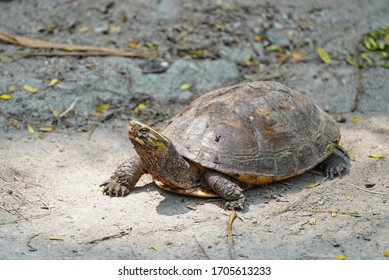 Turtle Yellow Stripes On Head Stock Photo 1705613233 | Shutterstock