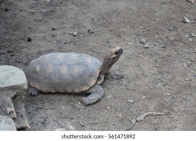 Turtle, Zoo In Manaus Brazil