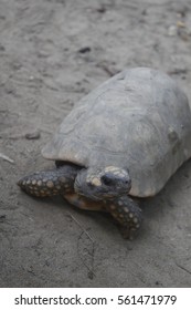 Turtle, Zoo In Manaus Brazil