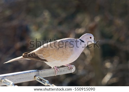 Turtledove