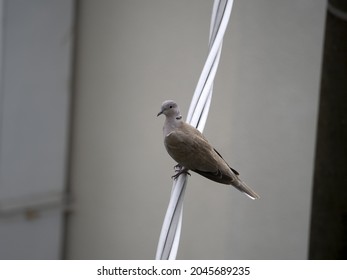 Turtledove bird in cinque terre liguria italy looking at you
