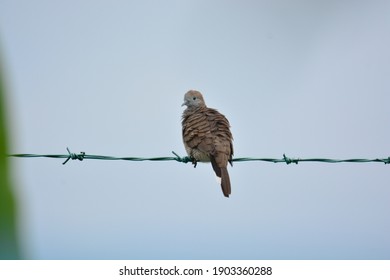  A Turtledove Bird Grooming On Green Cable