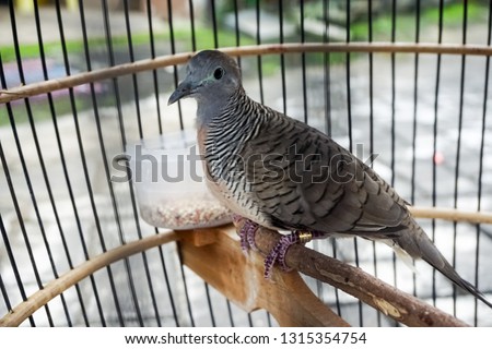 turtledove bird on a cage