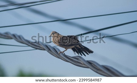
A turtledove bird perched on an electric cable , stand with one leg