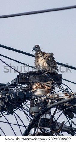 
A turtledove bird perched on an electric cable