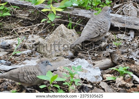 Turtledove birds wandering in the garden