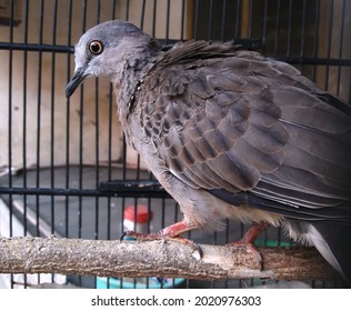 the turtledove in its cage is quietly photographed