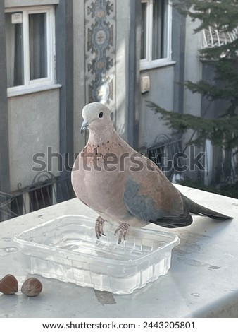 The turtledove flew in to drink water