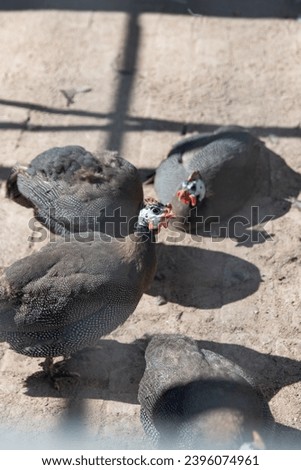 turtledove herd of Chinese farm