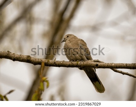 The turtledove, also known as the turtledove and Eurasian collared turtledove, or just the turtledove, is one of the great colonizers of the bird world;