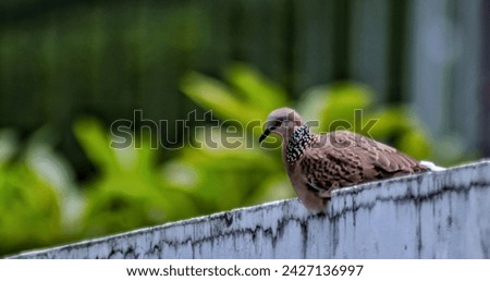 a turtledove perched on the wall, selective focus, bokeh background