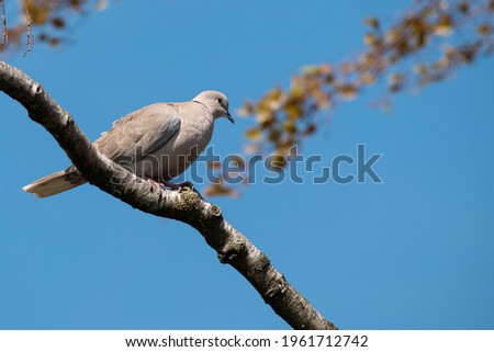 Turtledove rests on a branch of a tree with a clear blue sky in the background