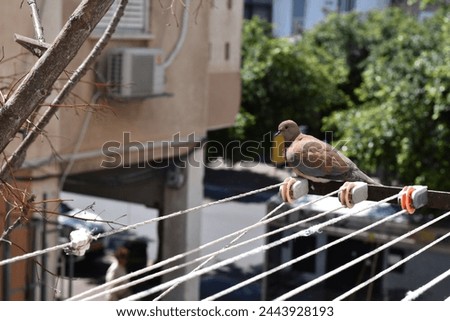 Turtledove sitting on the washing rope outside the window in the cityscape 