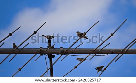 turtledove and sparrows perched side by side on the rods of a television antenna, in the background blue sky with white clouds.