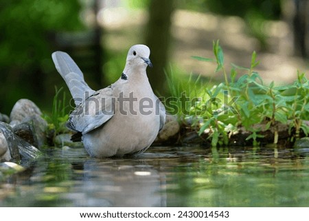 Turtledove stands in the water of a bird watering hole. Czech Republic.
