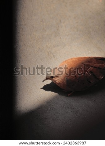 turtledove walking on the floor with part of its body illuminated by sunlight.