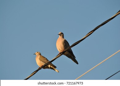 turtledoves