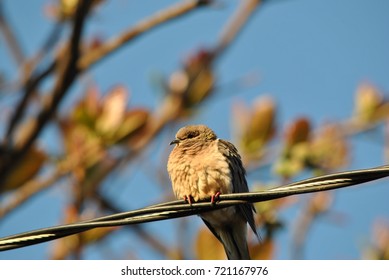 turtledoves