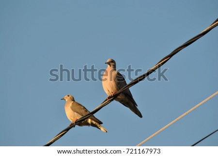turtledoves