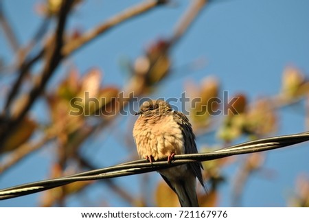 turtledoves