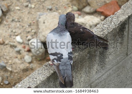 turtledoves lover pigeons beautiful birds
