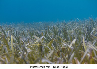 Turtlegrass (Seagrass) On Coral Reef Off Marathon, Florida Keys, Florida