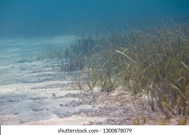 Turtlegrass (Seagrass) On Coral Reef Off Marathon, Florida Keys, Florida