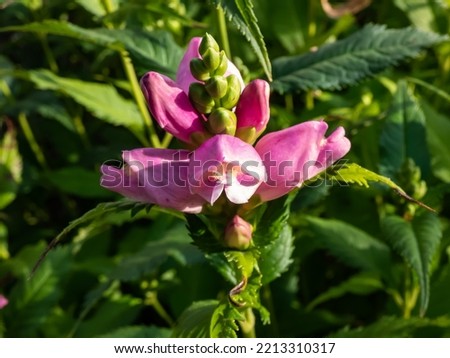 The Turtlehead, pink or Lyon's turtlehead (Chelone lyonii) flowering with hooded, snapdragon-like, two-lipped, pink flowers in summer