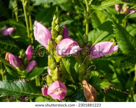 The Turtlehead, pink or Lyon's turtlehead (Chelone lyonii) flowering with hooded, snapdragon-like, two-lipped, pink flowers in summer