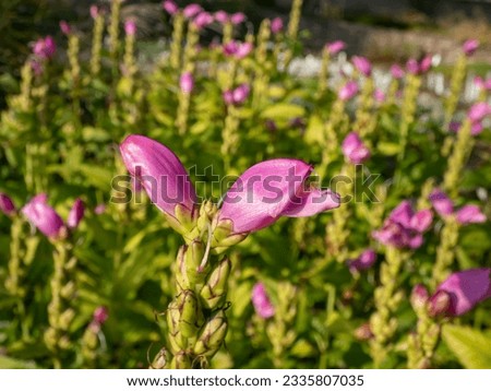 The Turtlehead, pink or Lyon's turtlehead (Chelone lyonii) flowering with hooded, snapdragon-like, two-lipped, pink flowers in summer and early autumn