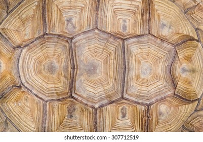 turtle's back background texture