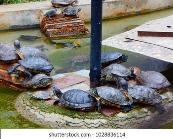 Turtles in Banerghatta National Park, Bangalore India - Shutterstock ID 1028836114